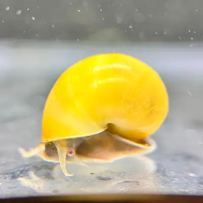 Hand-Selected Nerite & Mystery Snails, View more