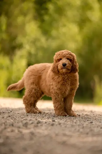 F1B midsize Goldendoodle puppies, View more