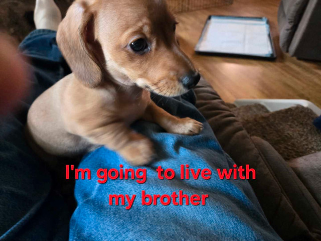 Dachshund pups are all rehomed in Dogs & Puppies for Rehoming in Edmonton