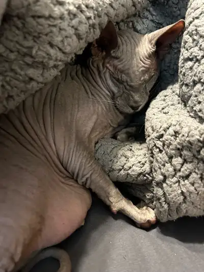 J'offre un adorable couple de Peterbald, un mâle et une femelle, en excellente condition. Ces chats...