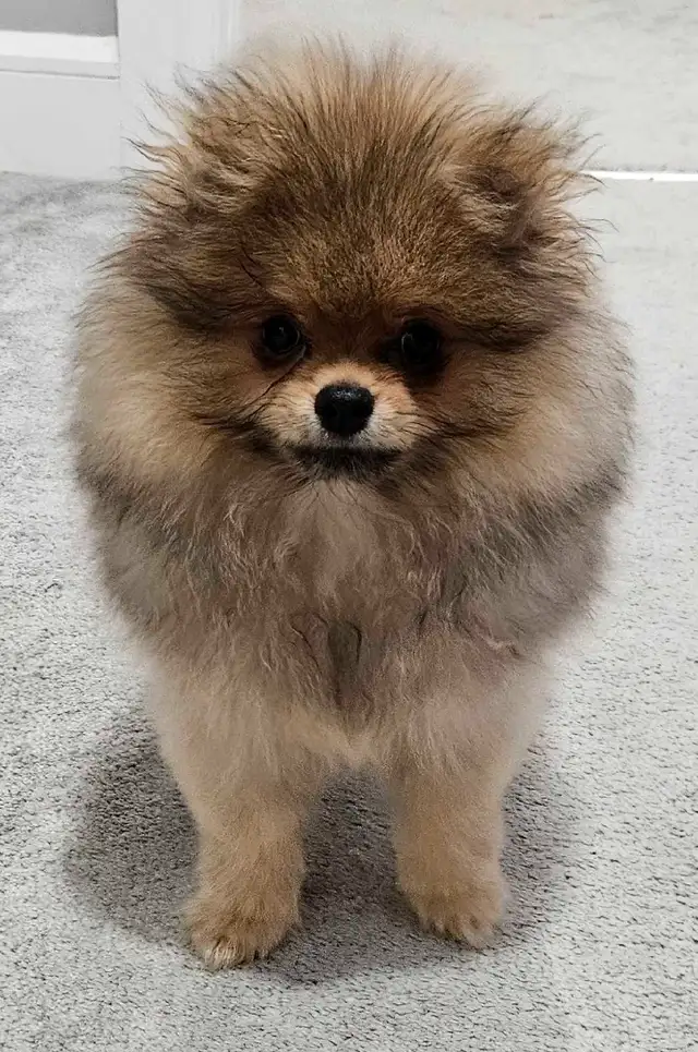 Premium pomeranian puppies * in Dogs & Puppies for Rehoming in Ottawa - Image 3