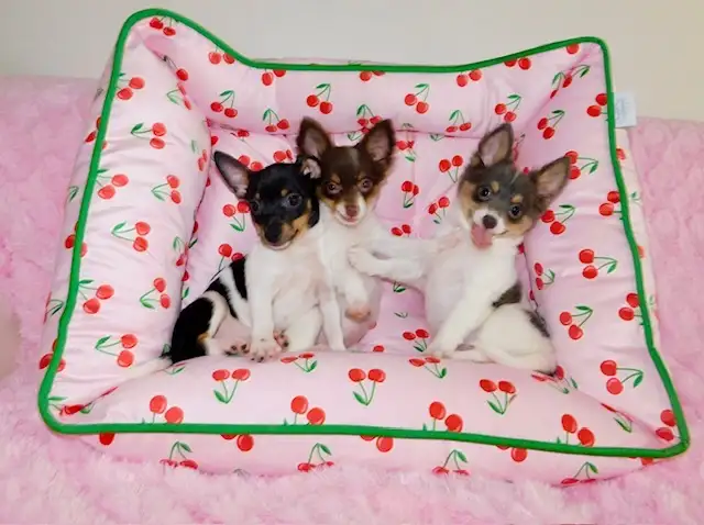 Chiotschihuahua male de 2 mois1/2 in Dogs & Puppies for Rehoming in City of Montréal - Image 7