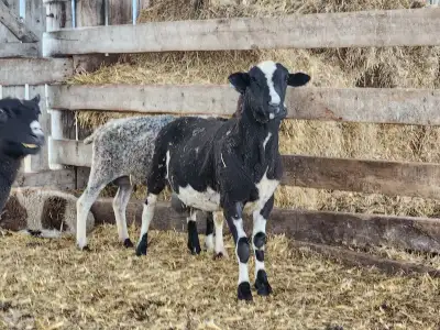Sheep Starter Flock for Sale, View more