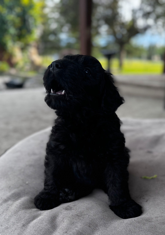 Pure Bred Bouvier des Flanders in Dogs & Puppies for Rehoming in Red Deer