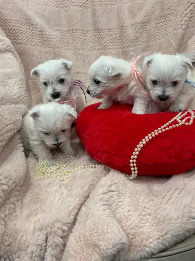 Westie puppies, View more