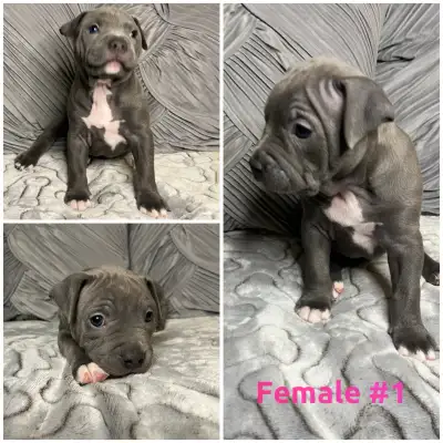 Female American bully 6 weeks old- vet checked, first vaccines , View more