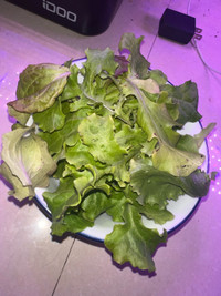 Lettuce 