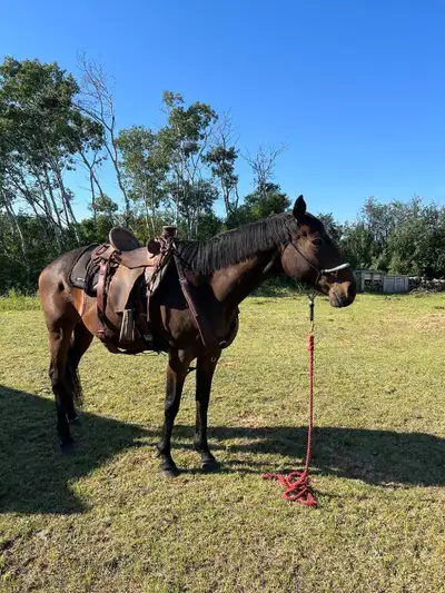 2013 OTTB gelding , View more