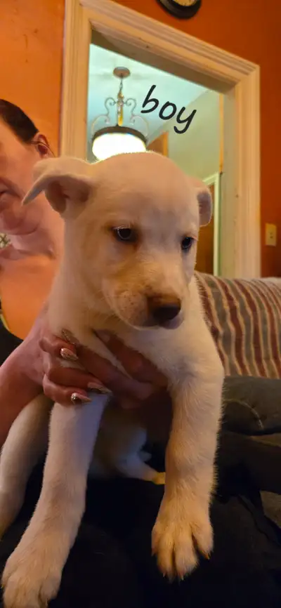 Lab, husky mix puppies for sale, View more