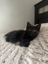 Russian blue mix adorable kitten for sale 