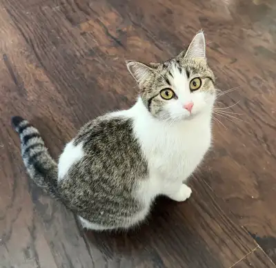 Beautiful rescue kitten/cats, View more