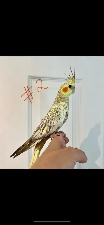 Bébés cockatiels nourris à la main, View more