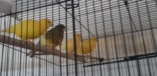 Male Canaries. Great singers. Less than 1 yr old. Come &  look. in Birds for Rehoming in Tricities/Pitt/Maple - Image 4