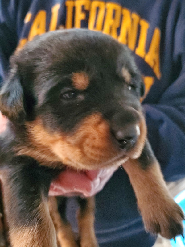 Rottweiler puppies in Dogs & Puppies for Rehoming in Tricities/Pitt/Maple - Image 3