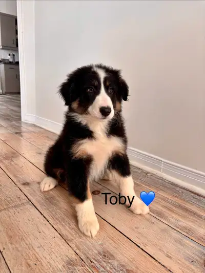 mini Australian Shepherd x Border Collie, View more