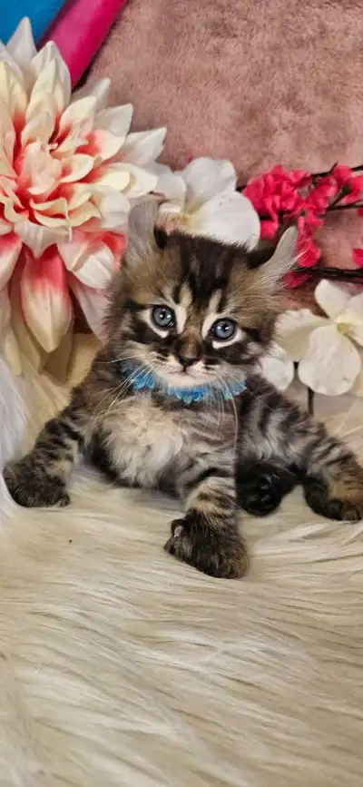 5 bébés chatons highland lynx tres affe, View more