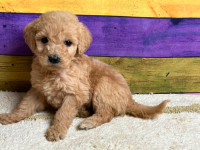 Goldendoodle Puppies - F1B - Curly - Hypoallergenic