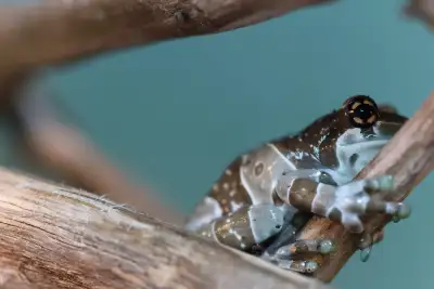 Amazon Milk frogs. $149 pre taxes.