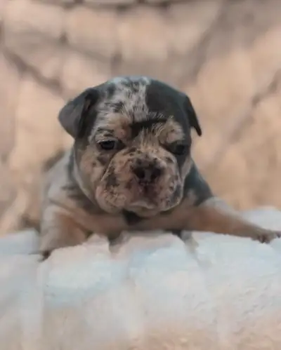 Beautiful French Bulldog puppies, View more