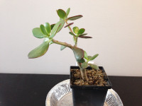 (#7) JADE Plant healthy growth home decor gift giving 36cm x 20c