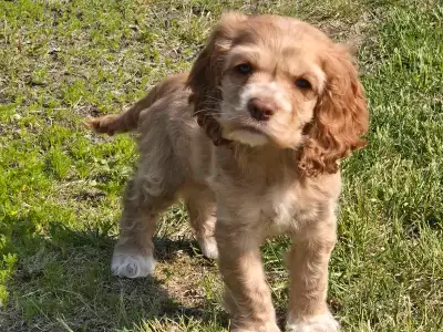 American Cocker Spaniel puppies for sale!, View more