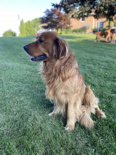 Red Retriever Puppies, View more