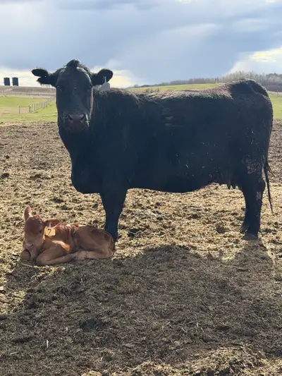 Simmental Angus Pairs, View more