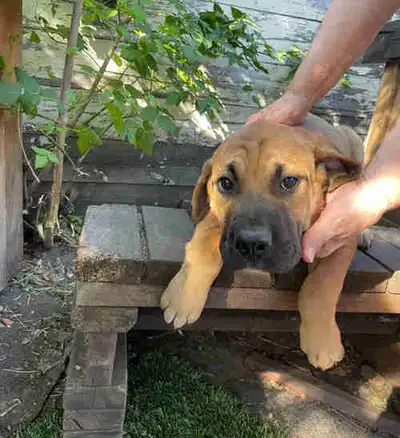 Bullmastiff  Male Pup, View more