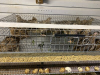 Japanese Coturnix Quail’s (fertilized) fresh eggs