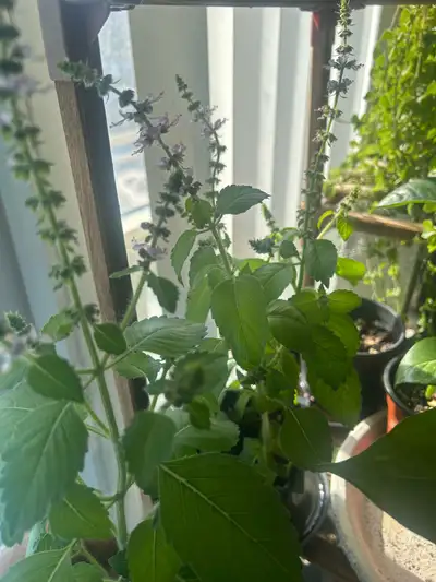 Holy Basil (Good Fortune Plant), View more