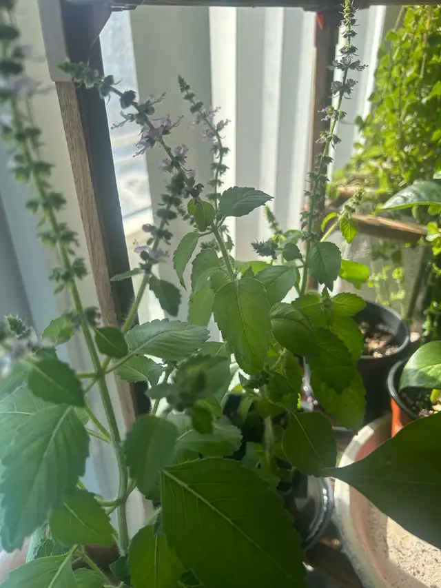 Holy Basil (Good Fortune Plant) in Plants, Fertilizer & Soil in City of Toronto - Image 2