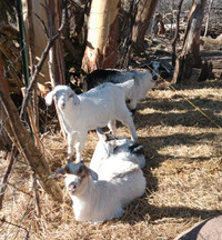 Alpine and Alpine Boer Cross Dowling's and Bucklings
