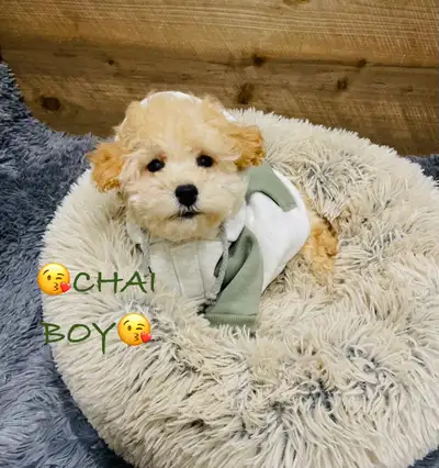 Super gentle Maltipoo Puppies, View more