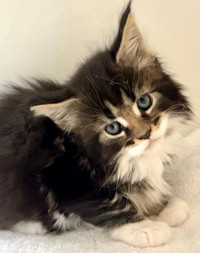 Gorgeous Maine Coon Kittens 