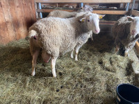Rideau rams for sale