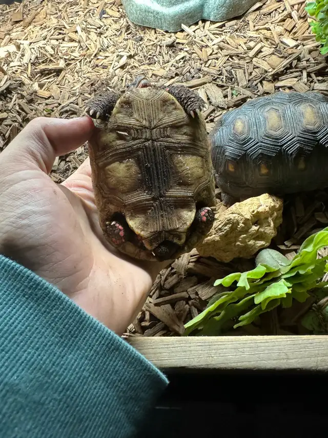 Red Foot/cherry head tortoise in Reptiles & Amphibians for Rehoming in Kawartha Lakes - Image 7