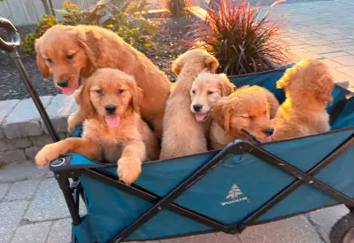 Purebred golden retriever puppies, View more