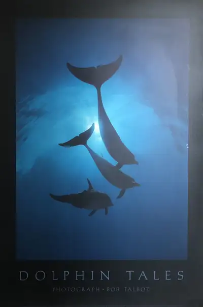 Bob Talbot /Dolphin Tales/ Oceans of Light - Photograph from 1988 Bob Talbot is a world renown photo...