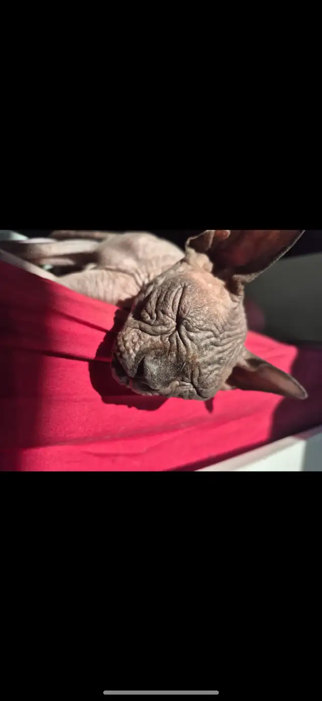 Chats sphynx femelle de 4 ans in Cats & Kittens for Rehoming in Sherbrooke - Image 3