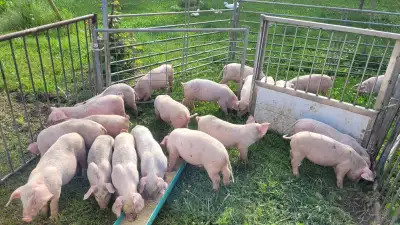 Heritage breed naturally raised piglets, View more