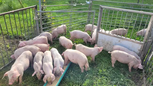 Heritage breed naturally raised piglets in Livestock in Owen Sound - Image 2