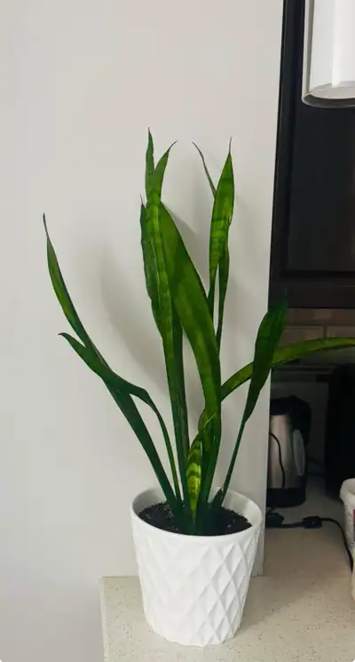 Snake  Plant with pot, View more
