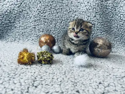 CHATONS SCOTTISH PURES RACES TOP QUALITÉ , View more