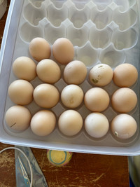 Breese hatching eggs 