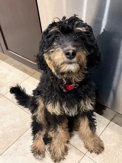 Bernedoodle Puppies, View more