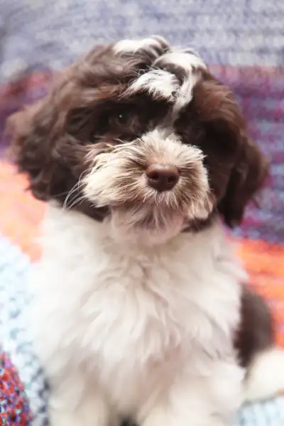 Chocolate Havanese Puppies CKC Registered, View more