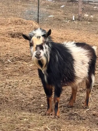 Nigerian dwarf Billy , View more