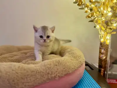British shorthair kitten looking for new home, View more