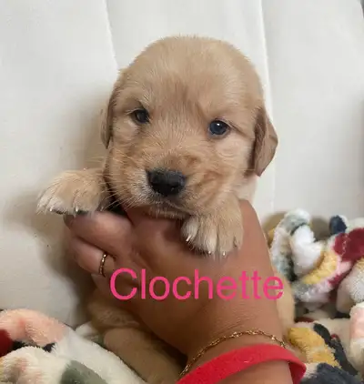 Chiot Golden Retriever Pure race, View more