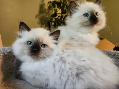 We have a male and a female seal point ragdoll kittens available to approved homes. They have been r...